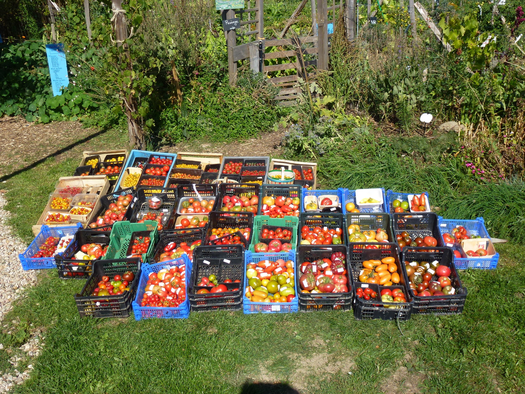 Collection de tomates anciennes au jardin bio