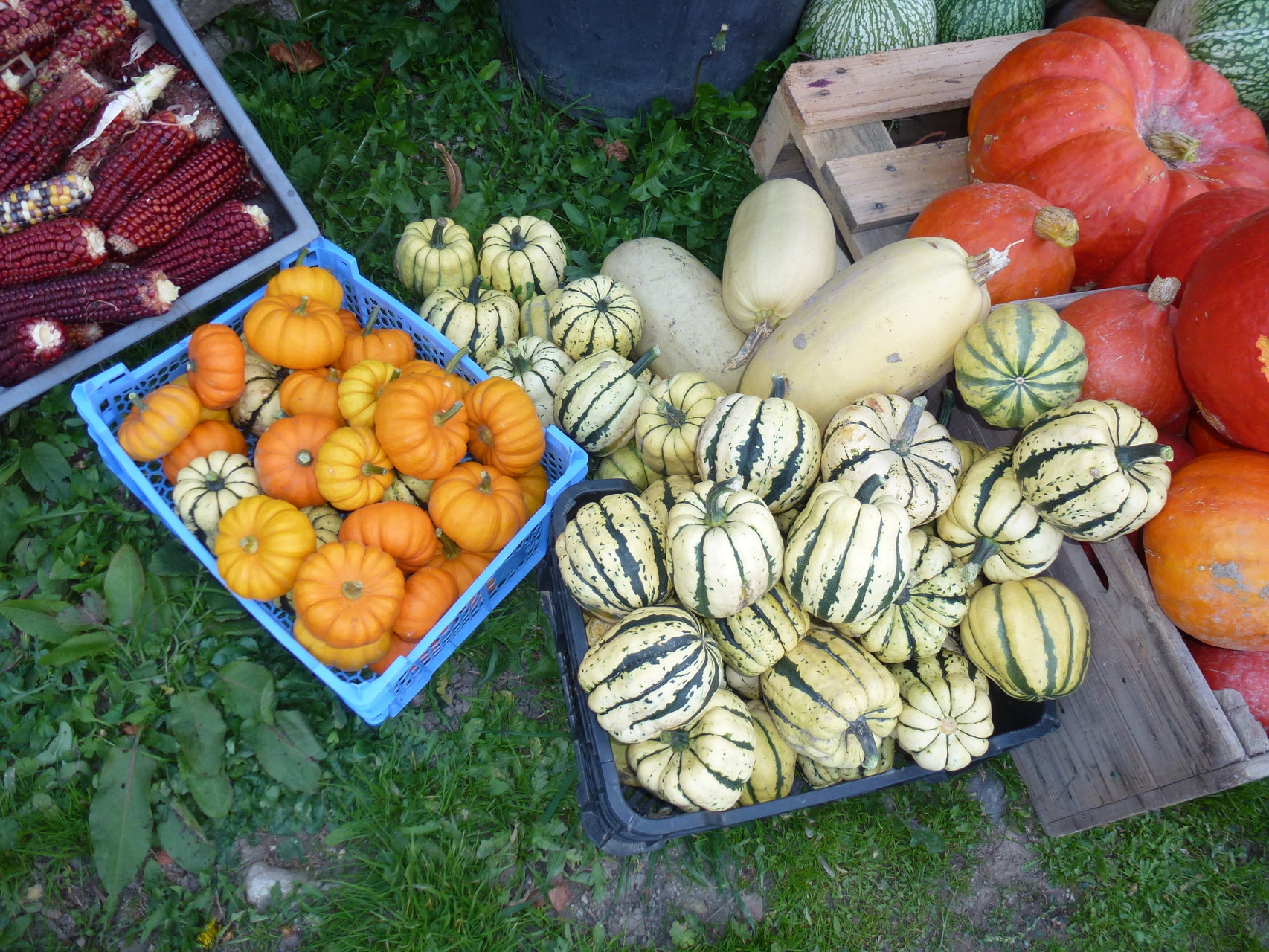 Collection de courge : patidou, jack be little, butternut, potimarron