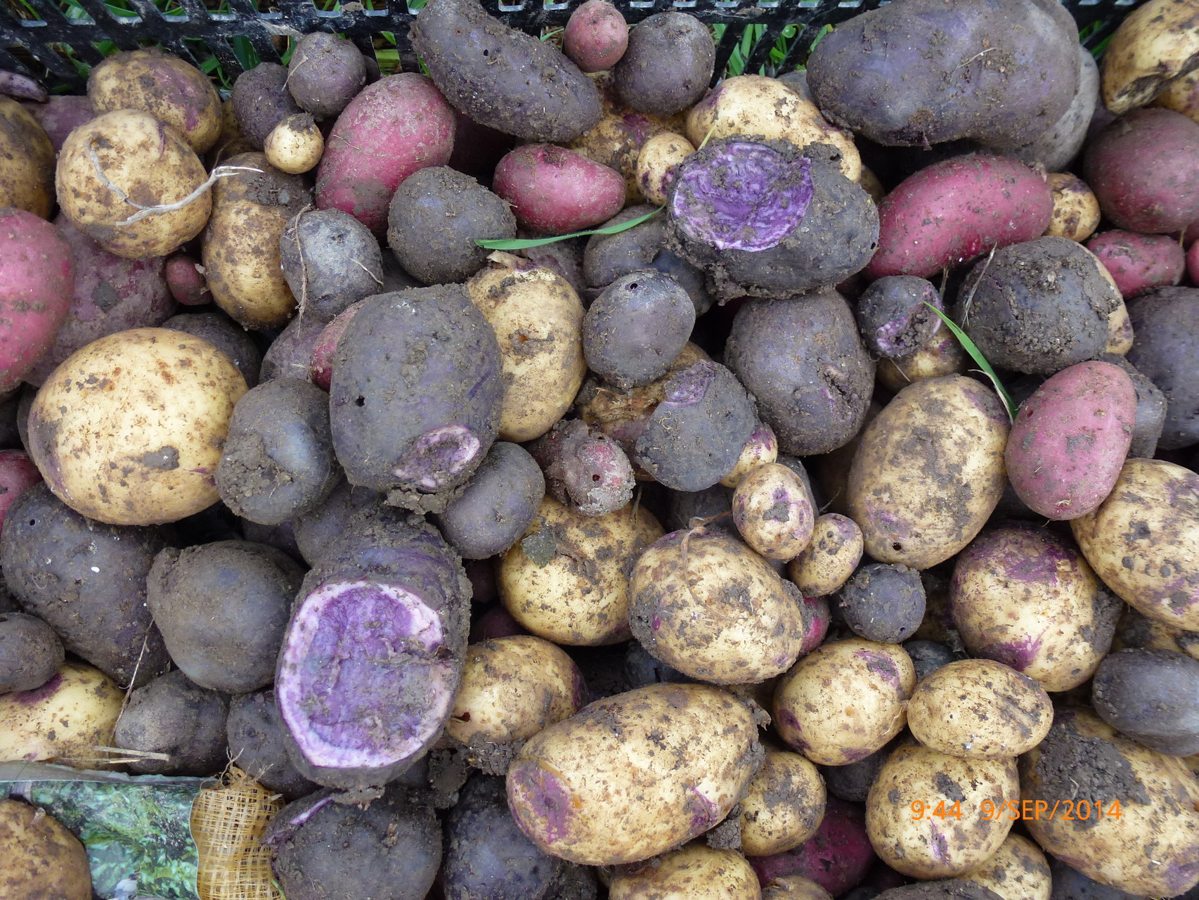 Nombreuses variétés de pommes de terres