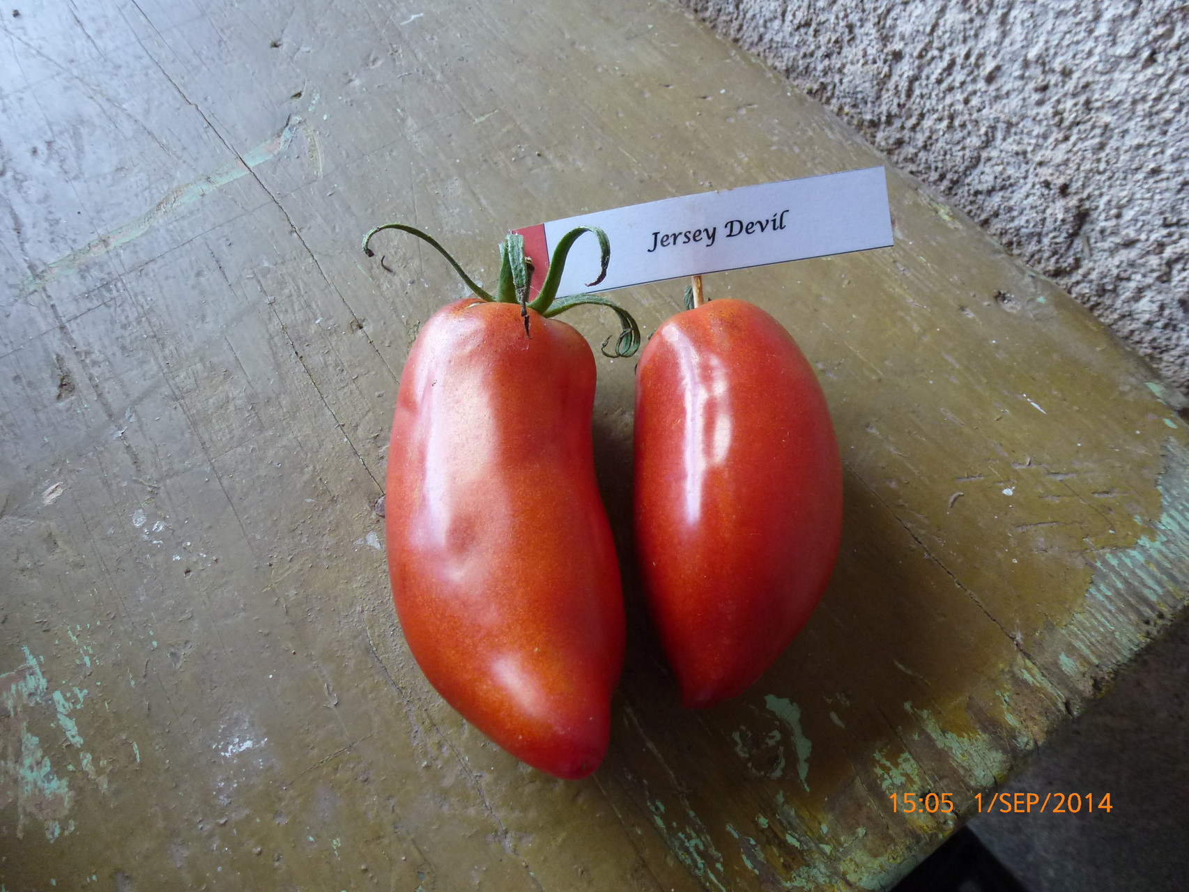 Tomate ancienne - Jersey devil