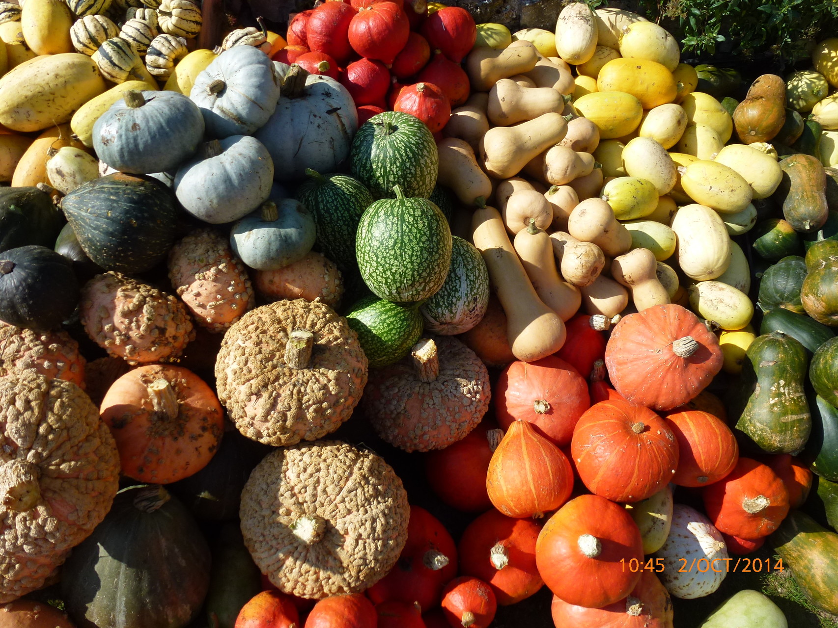 Collection de Courge