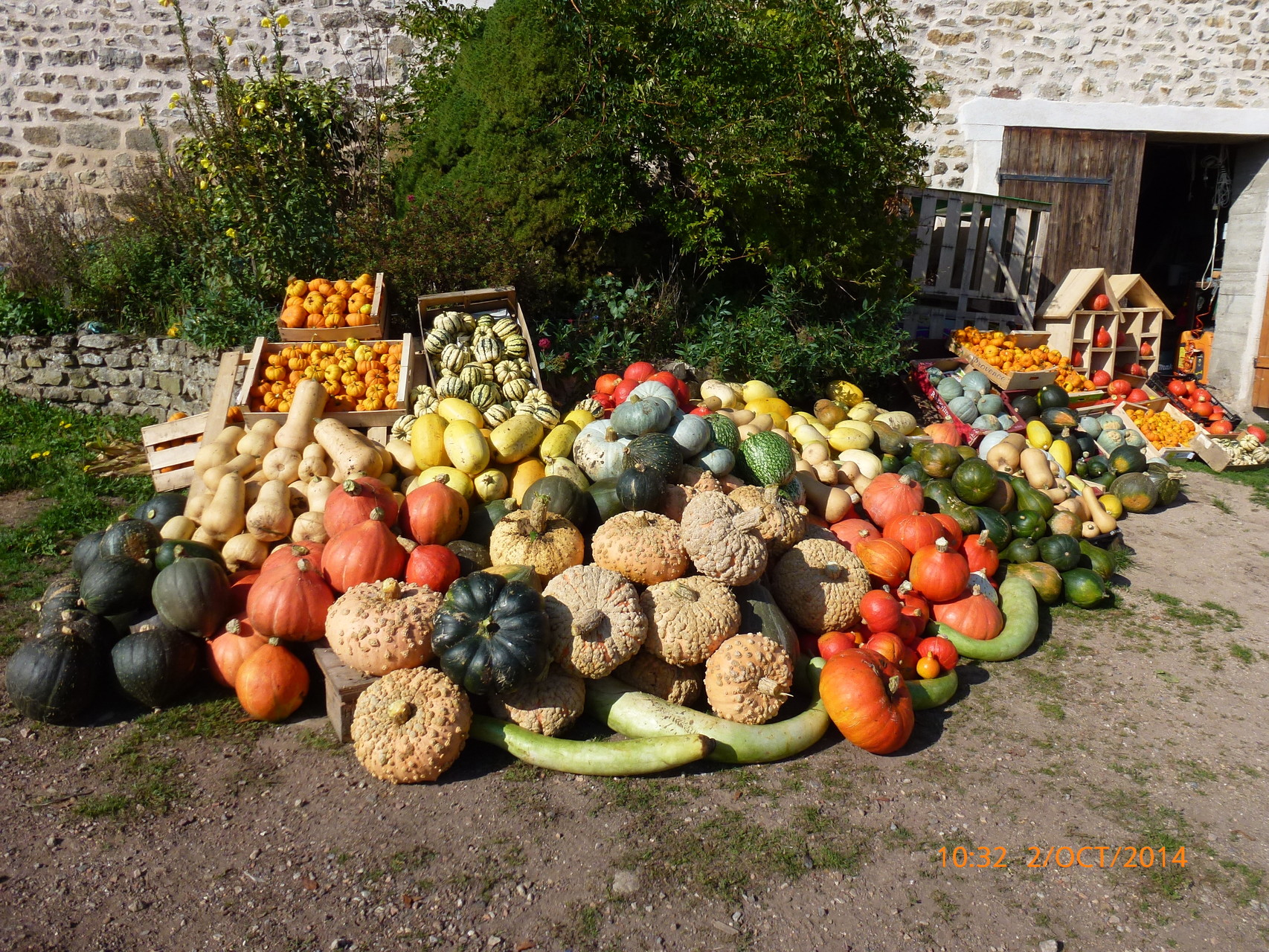 20 variétés de courges