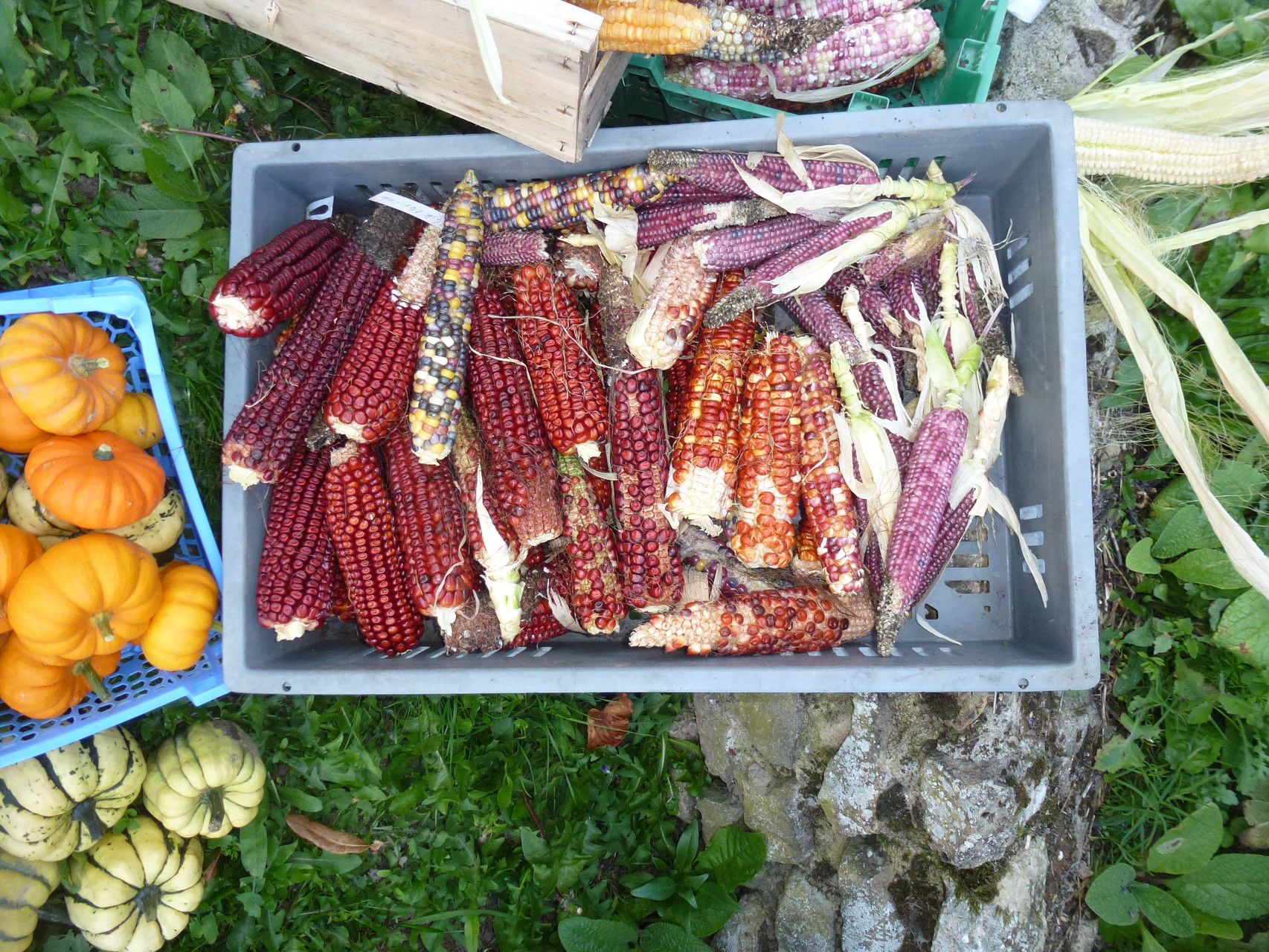 Maïs fraise pop corn du jardin Alônsys