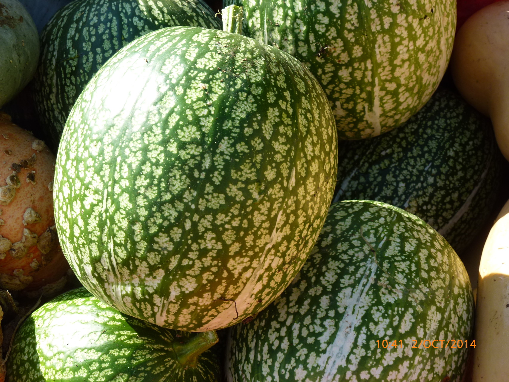 Courge : Pastèque à Confire