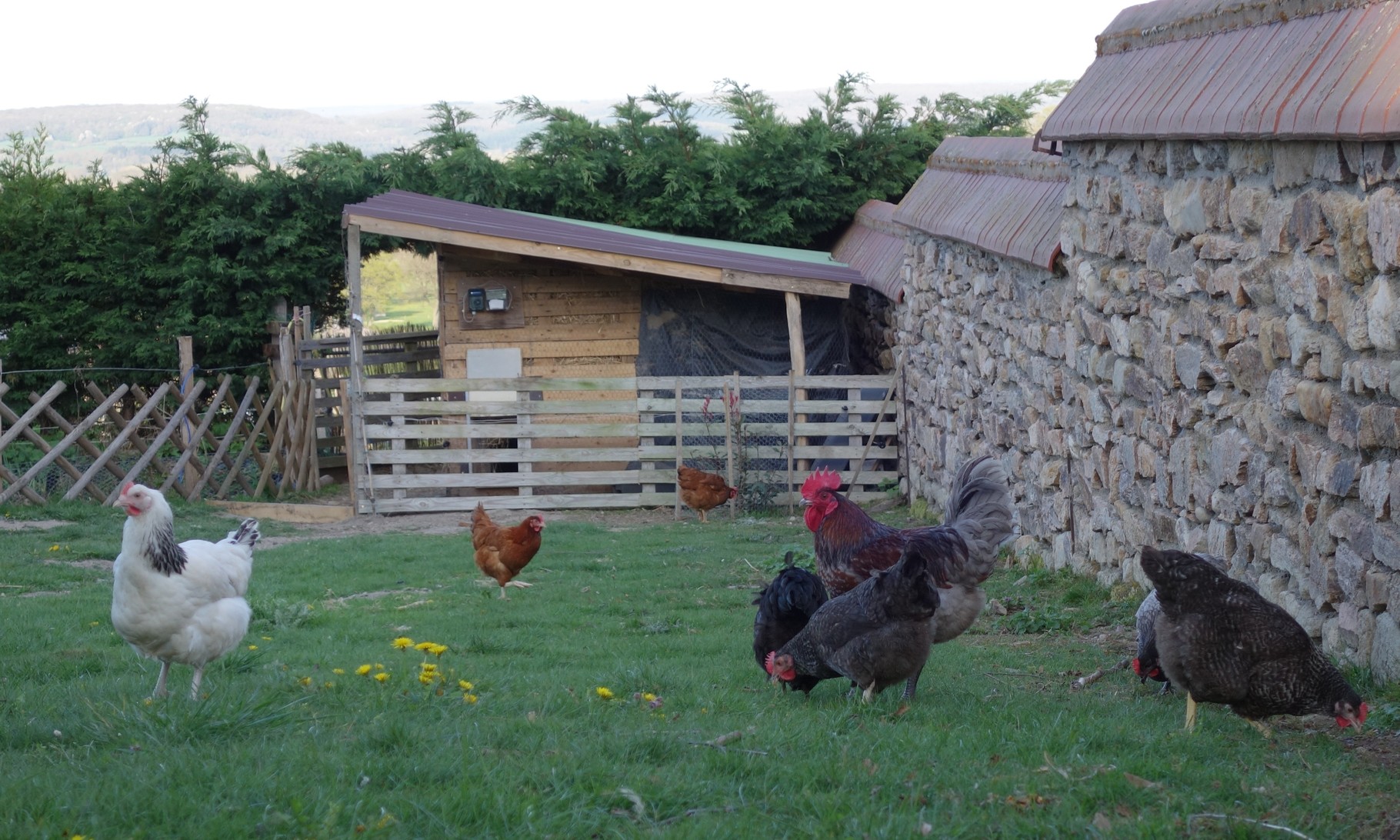 Les poules dans un jardin permaculture