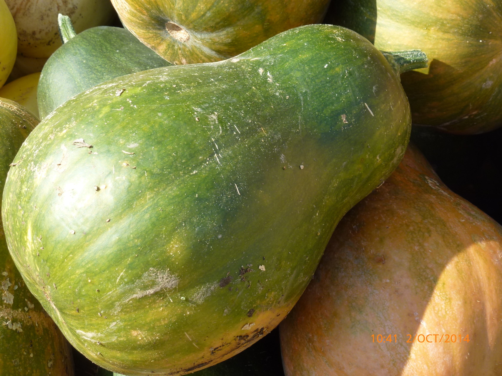 Courge : Sucrine du Berry