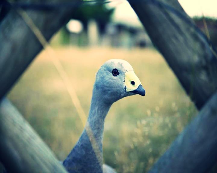 Découvez aussi notre ferme pédagogique et nos drôles d'animaux - l'oie "ZO"