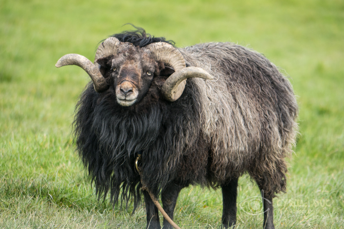 Mouton ouessant de la ferme pédagogique Alôsnys