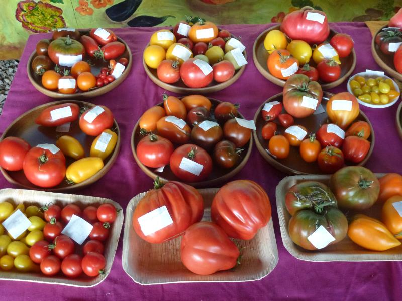 Cueillez votre panier bio de légumes au jardin  et découvrez nos 200 variétés de tomates