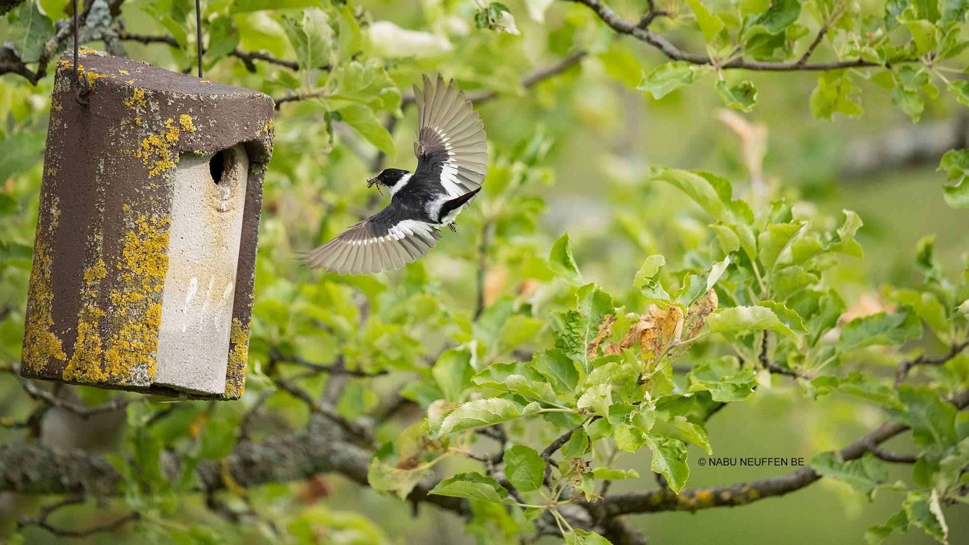 Brutvogel Halsbandschnäpper