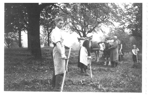 Futter für Milchkühe 1953