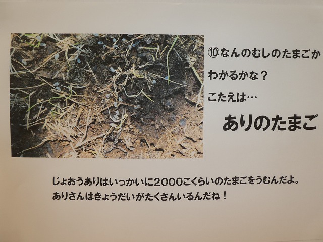 幼稚園クイズ むし むし編 の答え Tyoyou ページ
