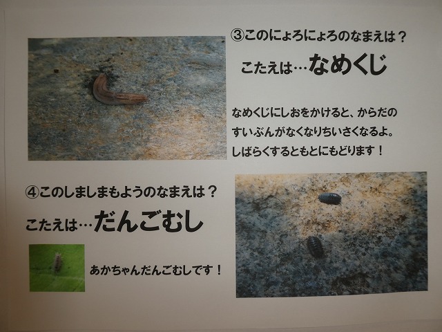 幼稚園クイズ むし むし編 の答え Tyoyou ページ