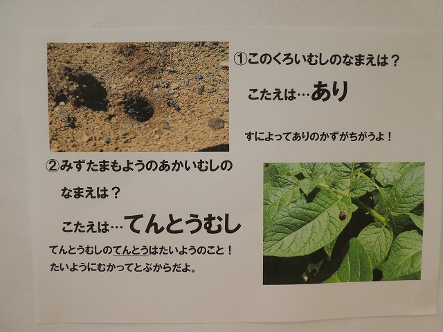 幼稚園クイズ むし むし編 の答え Tyoyou ページ