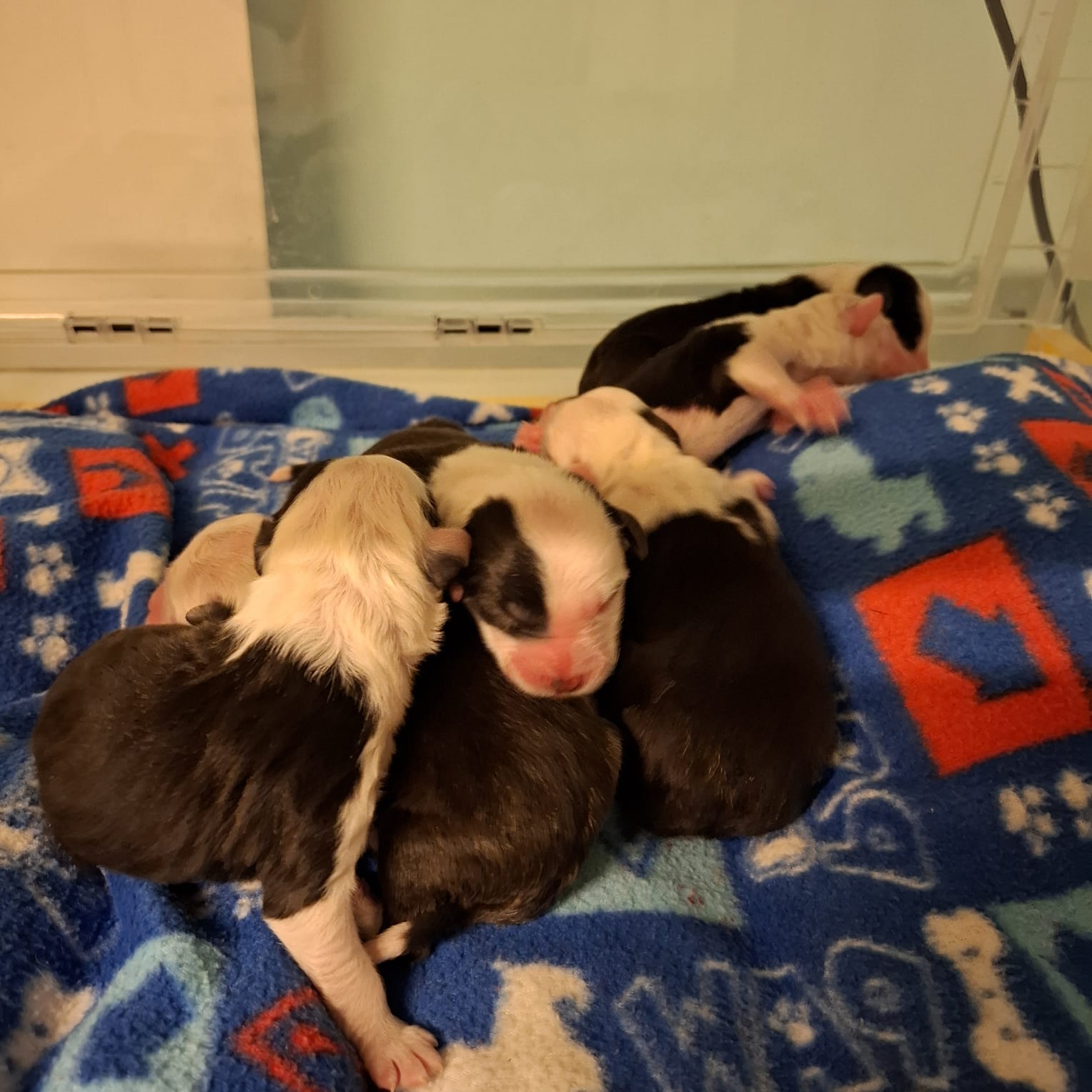 cuccioli