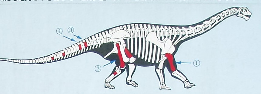 ホーム 鳥羽恐竜研究振興会