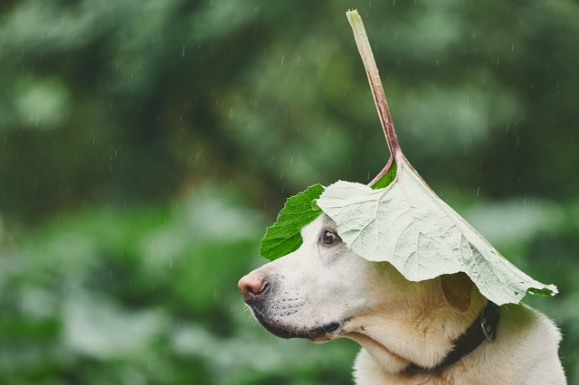 雨はお好きですか?