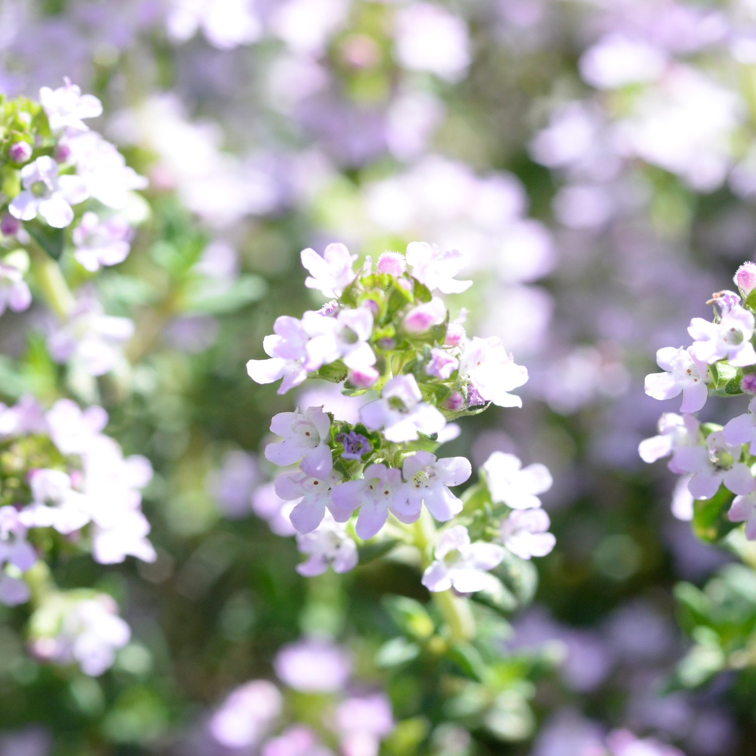 タイムの花を料理に