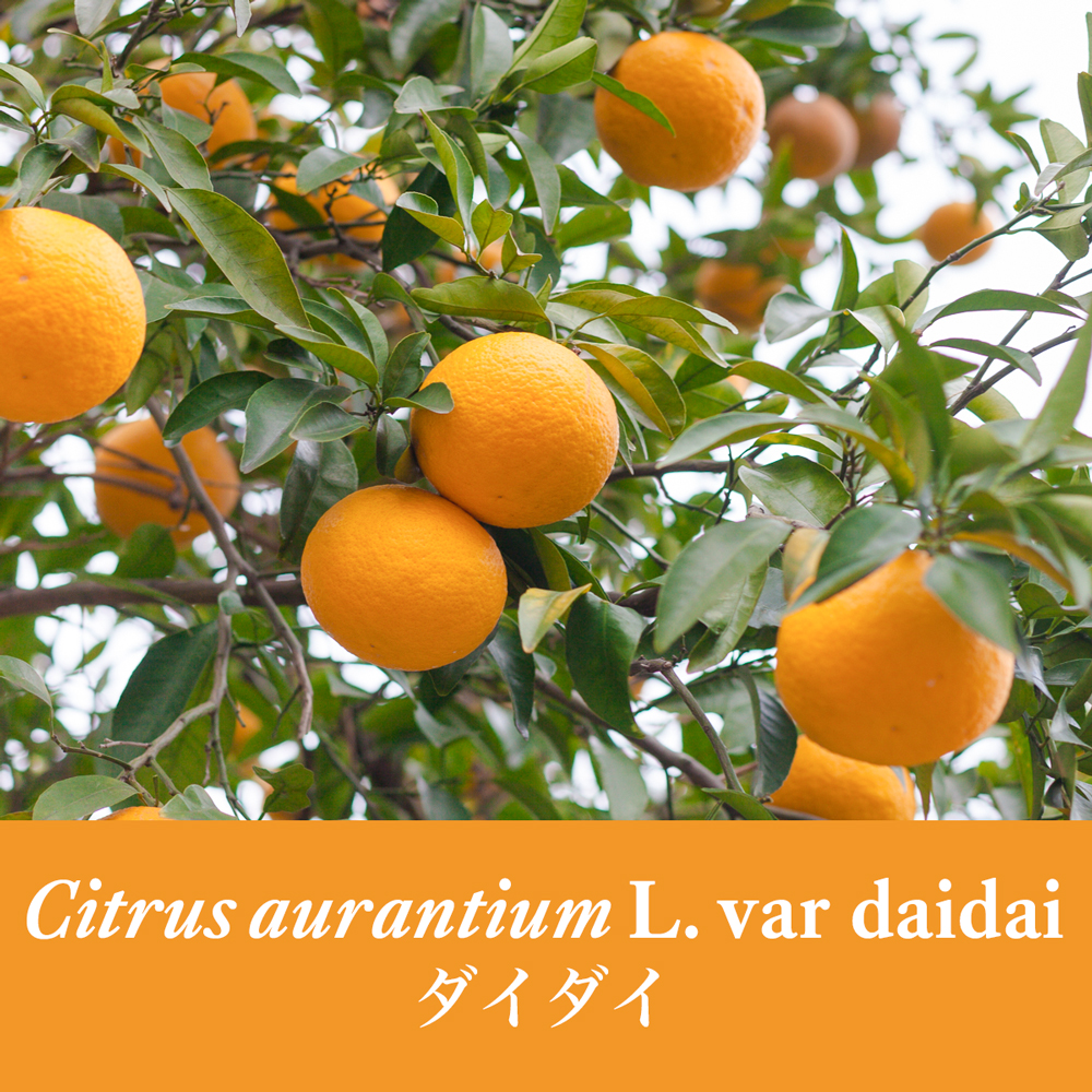 苦みのある柑橘 Citrus aurantium