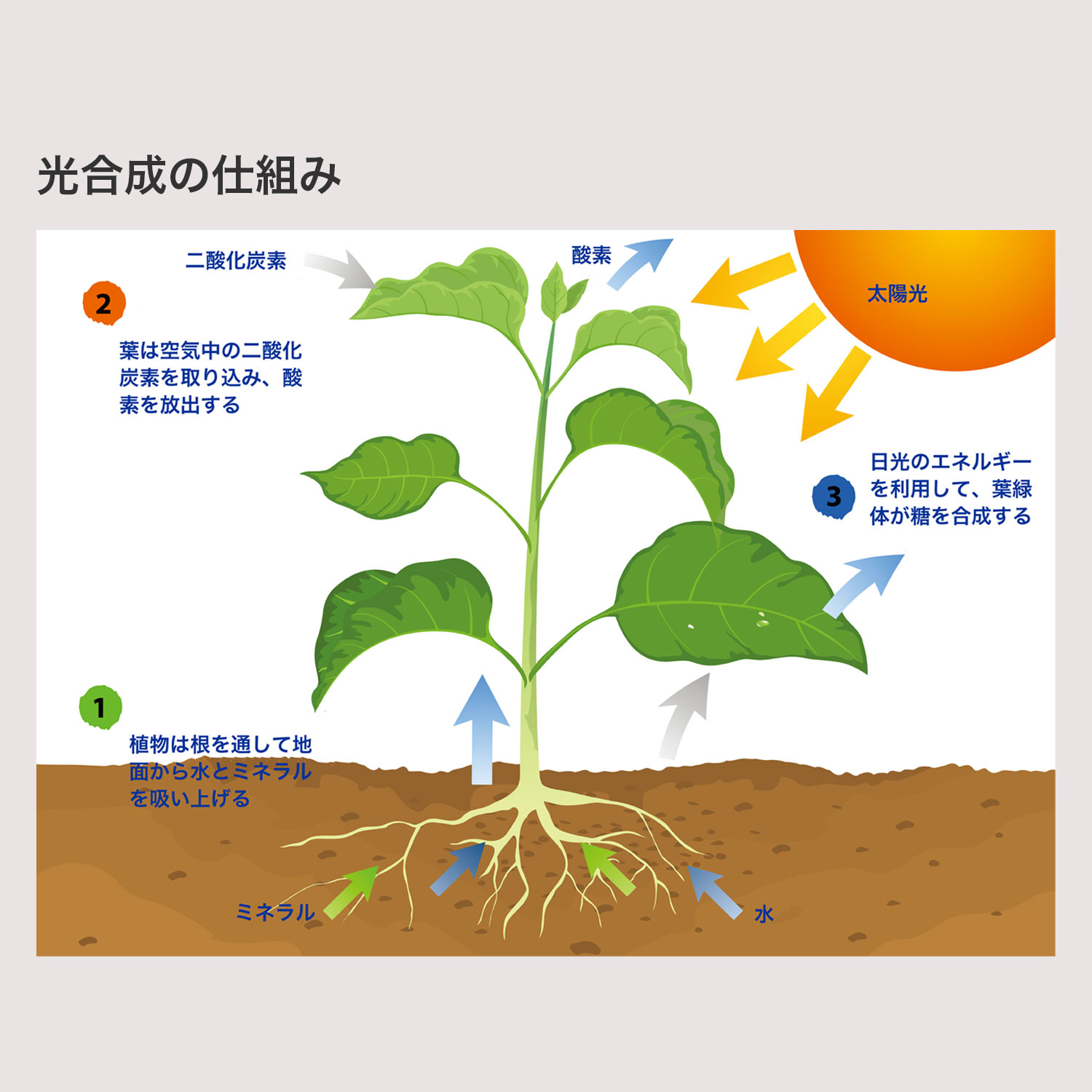 エッセンシャルオイルの性質