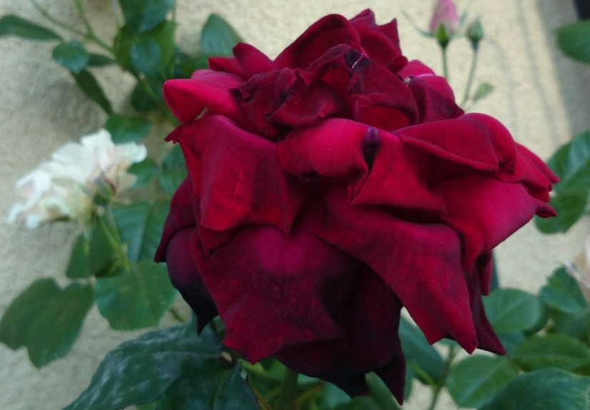 ローズメイ　シャルルマルラン シャルル マルラン – Charles Mallerin | 姫野ばら園八ヶ岳農場