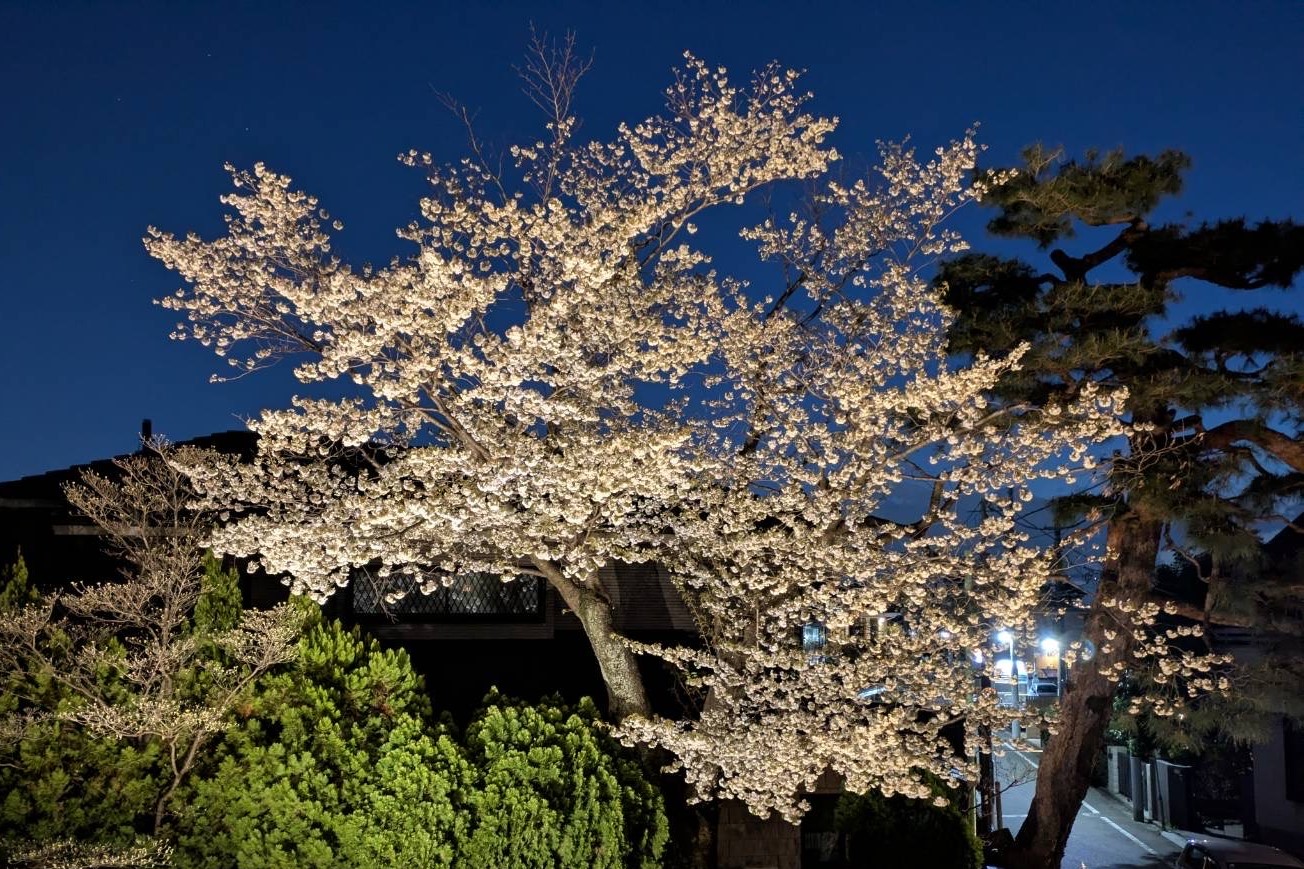 園庭の山桜は夜はライトアップです！！