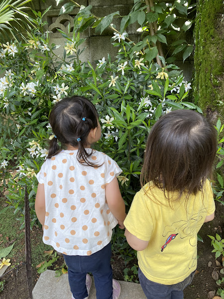 こちらはクチナシの花です。毎年ほんのわずかな時期にきれいに咲き、何とも言えない甘い香りを放ちます。