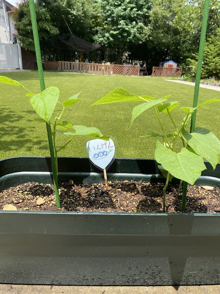 いんげん豆の種を植えました。間引きをして、、、