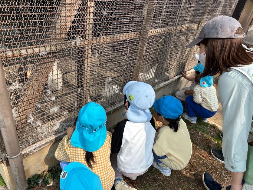 こちらは烏骨鶏です。　葉っぱを食べてくれるから嬉しい子ども達。