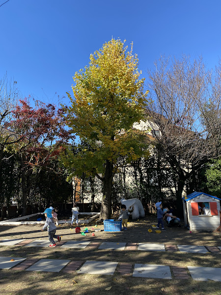 今年も園庭のイチョウと紅葉が色づき、、、