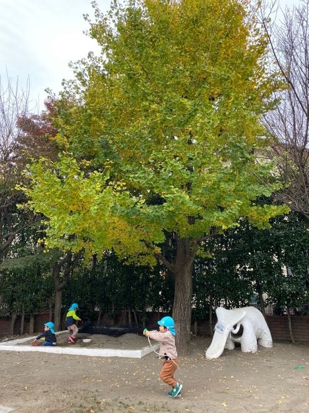 お庭のイチョウもすっかり色が変わってきています。