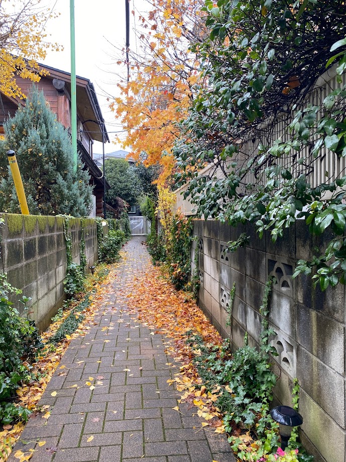 こひつじ園に続く小道です。紅葉が終わり、秋の雨で落ち葉がしっとり綺麗です。