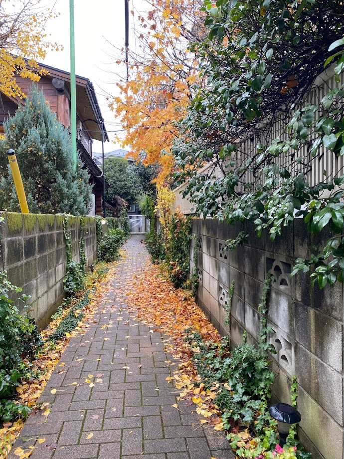 こひつじ園に続く小道です。紅葉が終わり、秋の雨で落ち葉がしっとり綺麗です。