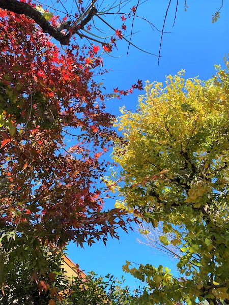 見上げると、秋晴れの青空にとても映えています！