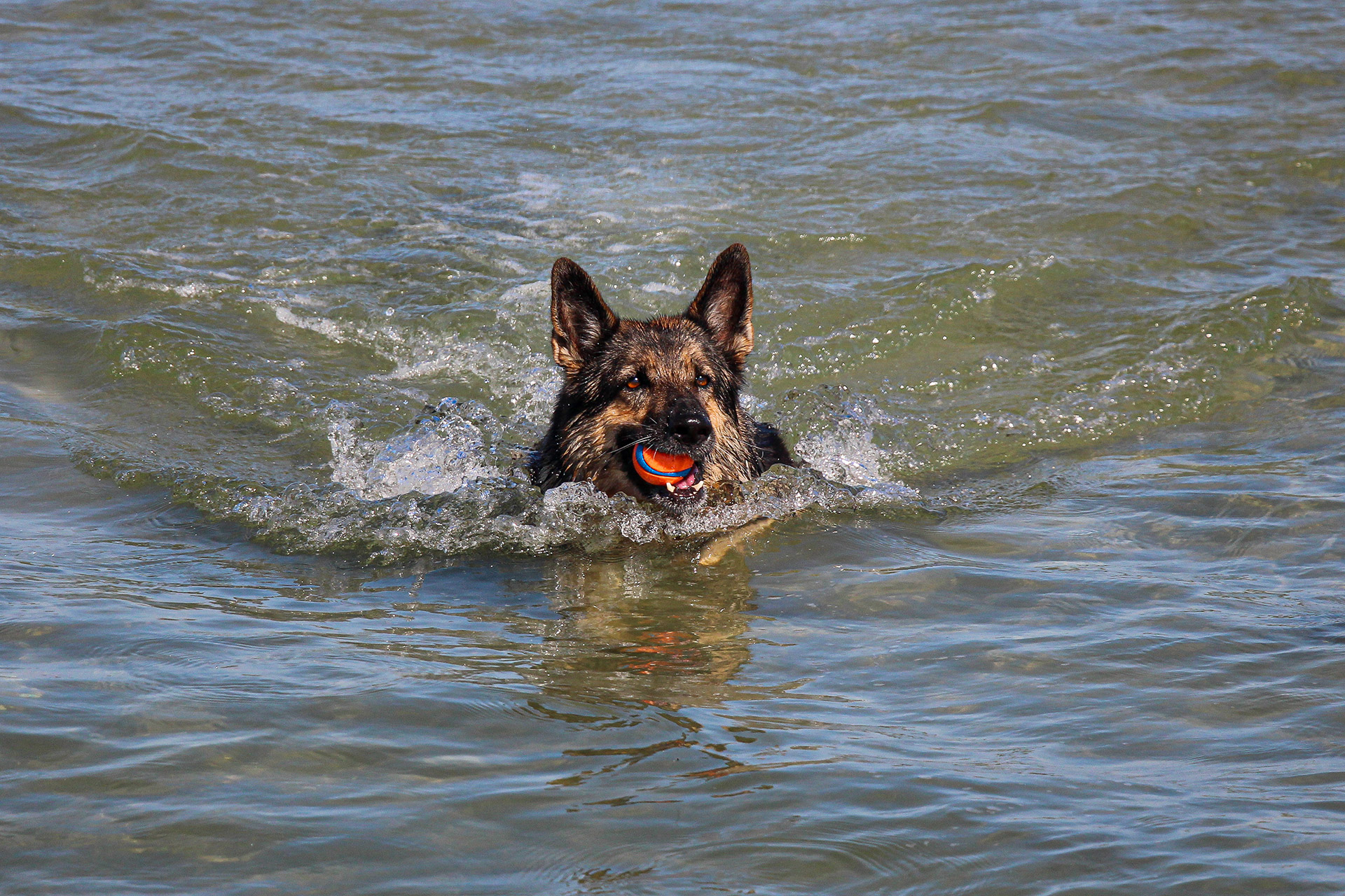 Meine Welt: Balli aus dem Wasser holen.