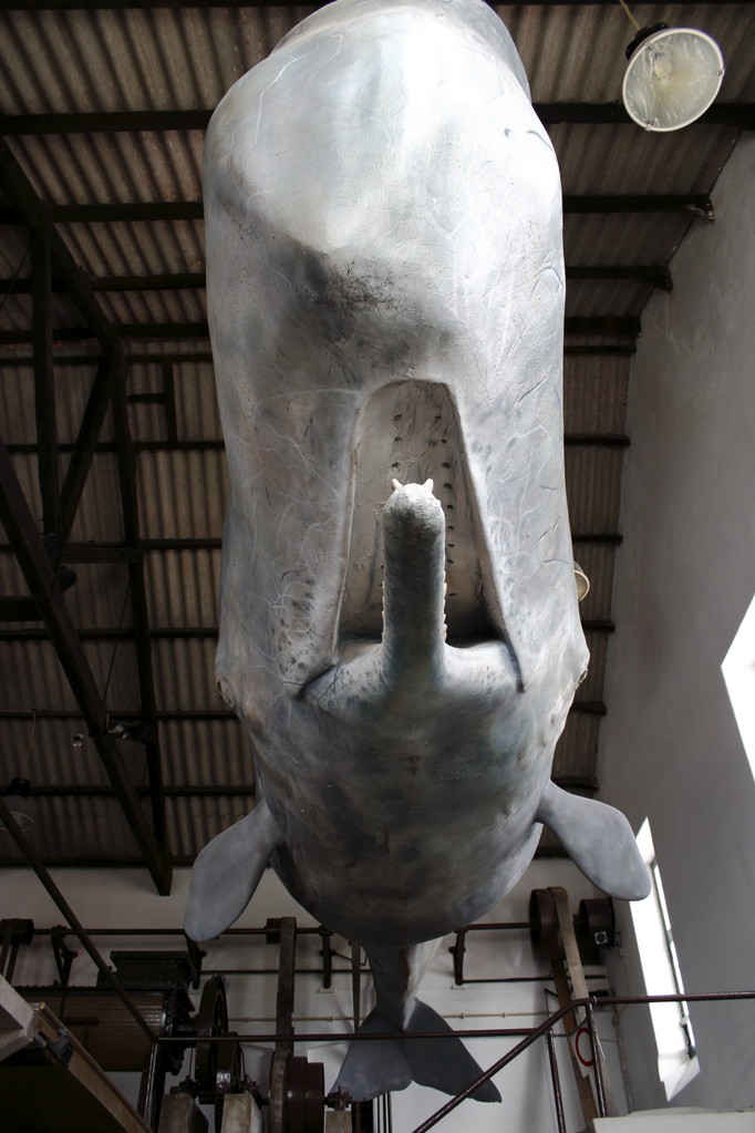 Replique de cachalot du musée de la baleine - Eté 2013 © Florian Bernier
