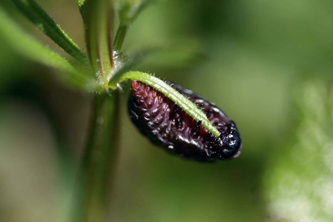 Cet étrange alien est une larve de Crache-Sang, elle ne vit que sur les gaillets, une plante collante aux vertus diurétiques et sudorifiques pour l'homme. ©Florian Bernier - Mai 2009