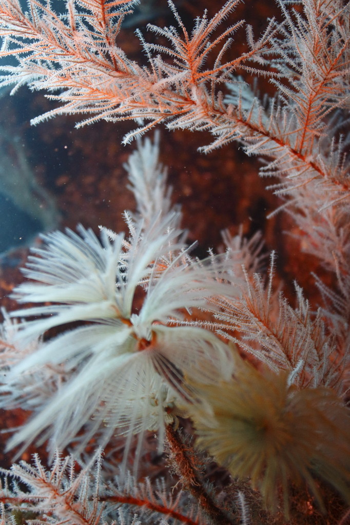Spirographe sur corail noir - Eté 2013 © Florian Bernier