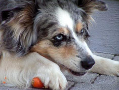 Der Australian Shepherd: Ein Traumhund für sportliche und aktive Menschen.