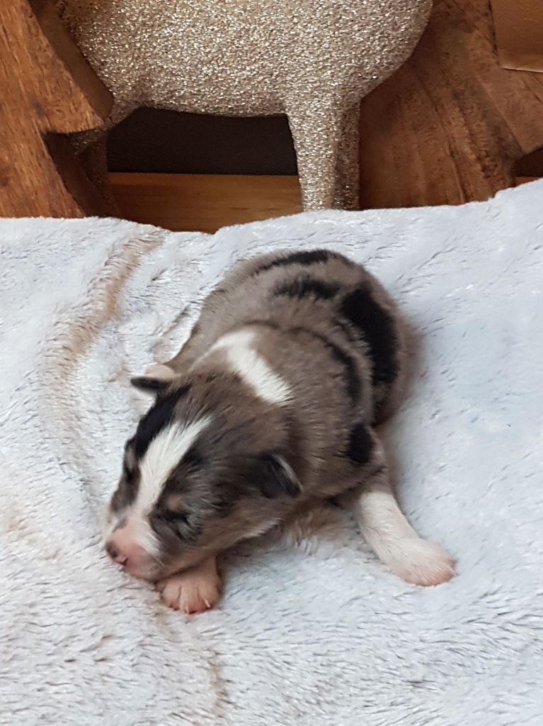 Blue Merle Tri Rüde mit weiß