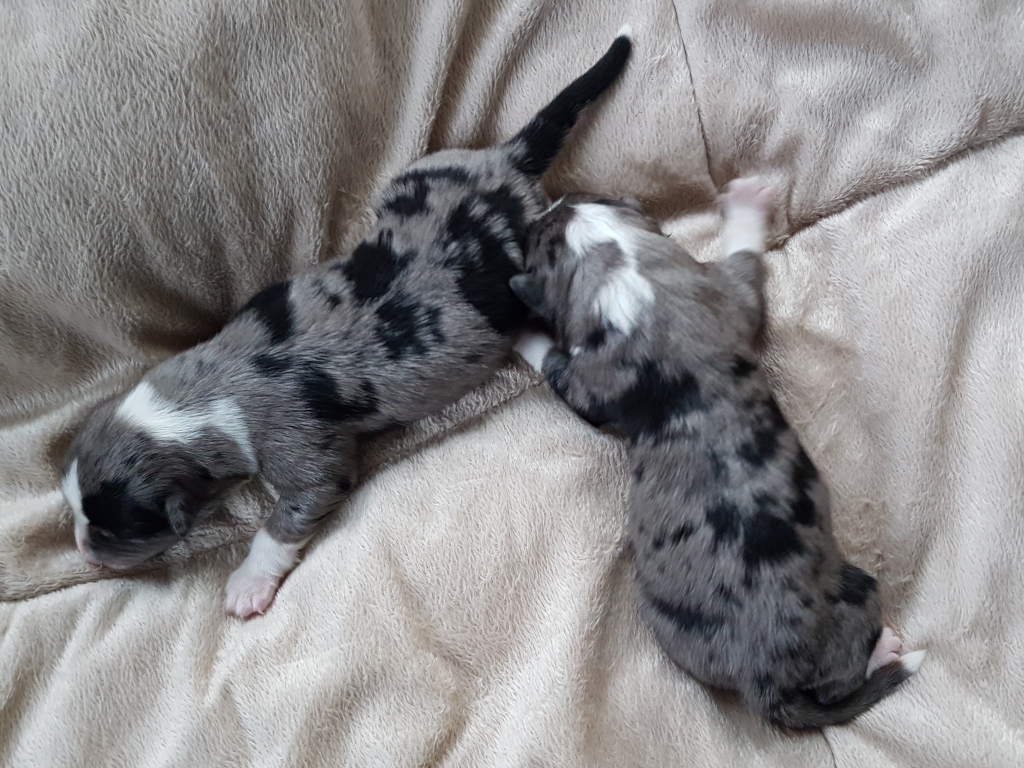 Blue Merle Rüden (wie Zwillinge, beide Köpfe halb schwarz)