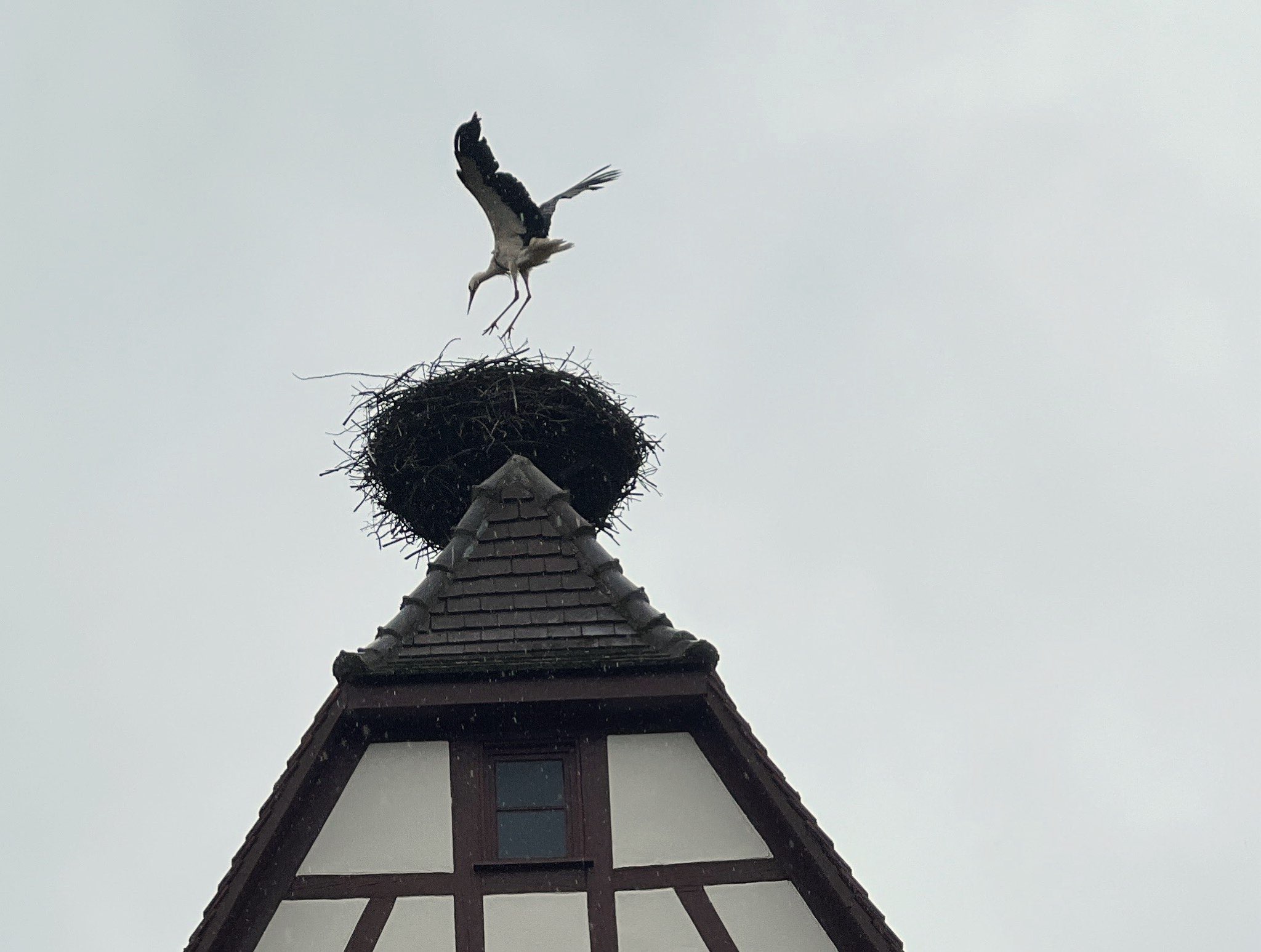 Der Altvogel kam sogleich zurück