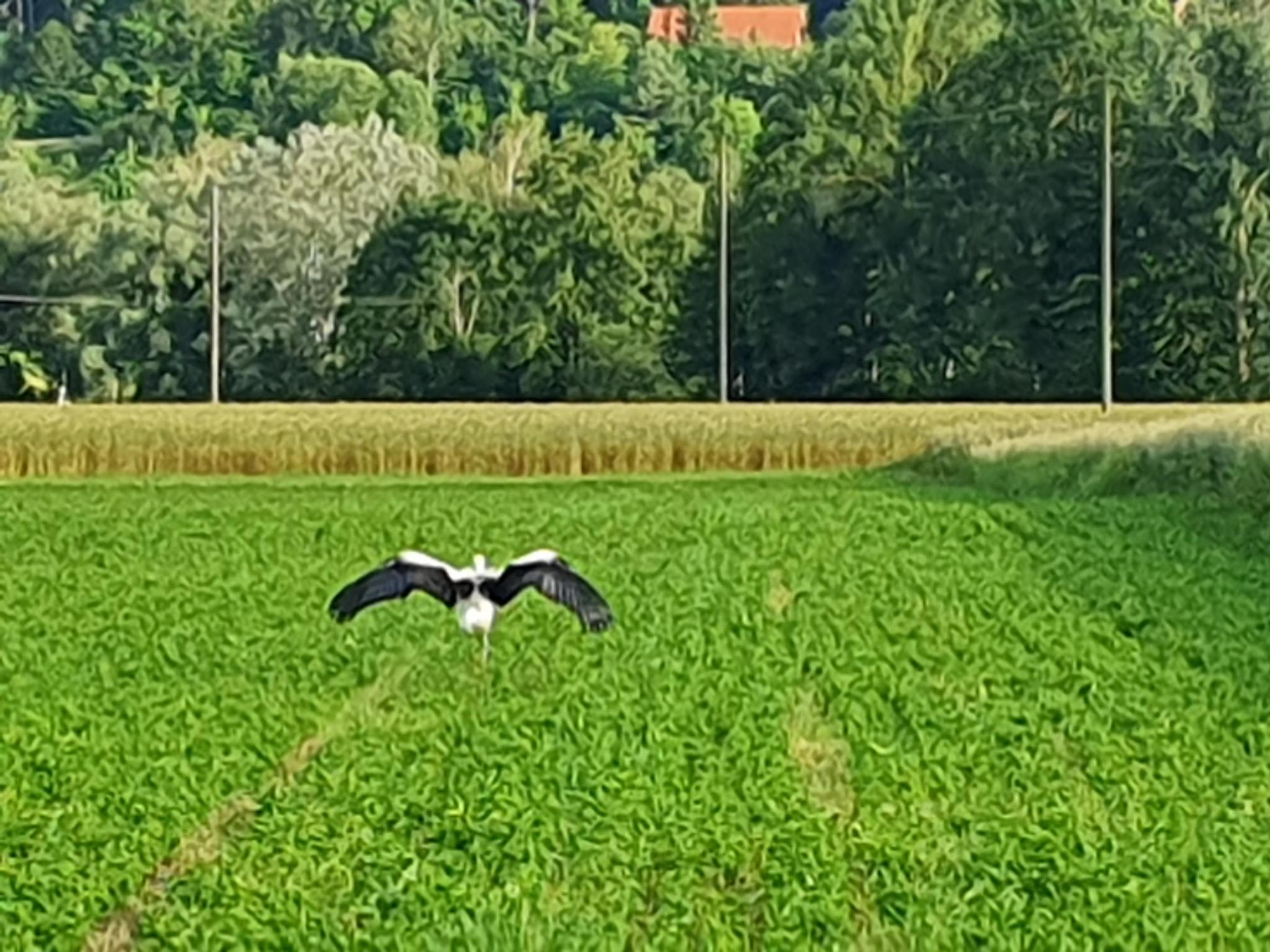 ... und vor Schafhausen wieder freigelassen