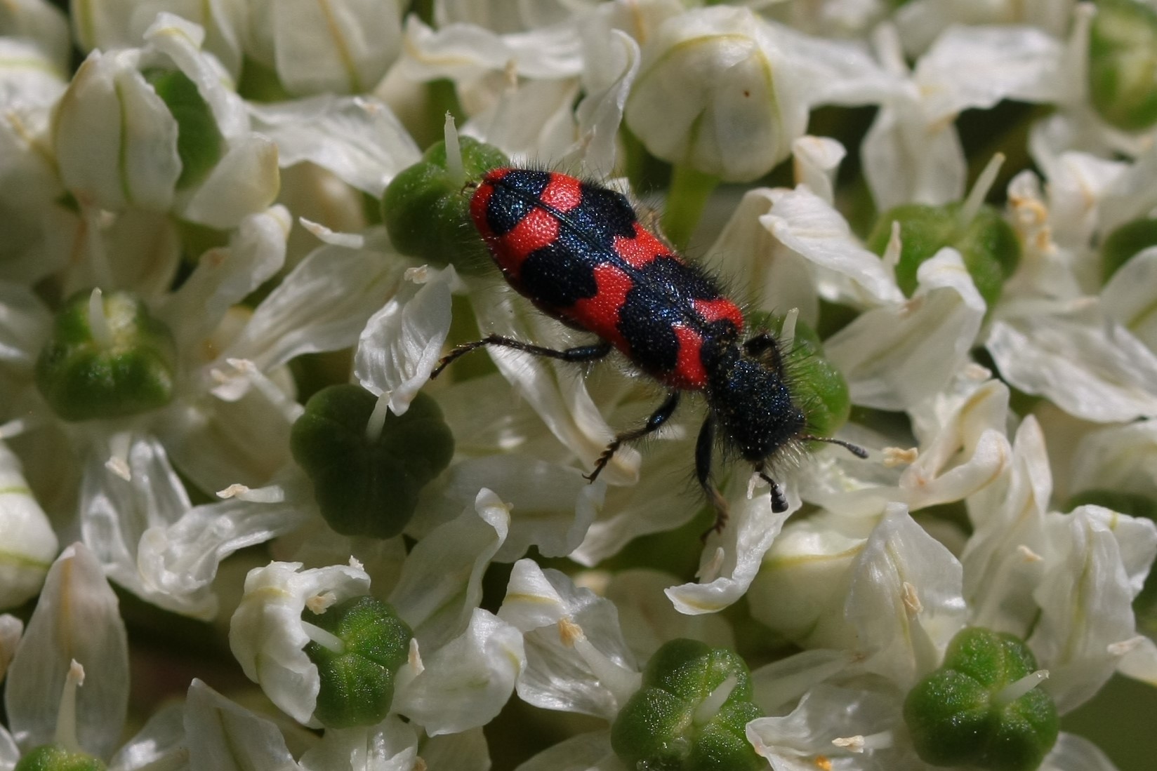 Zottiger Bienenkäfer auf Zwiebel