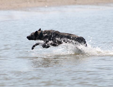 Josy im Urlaub