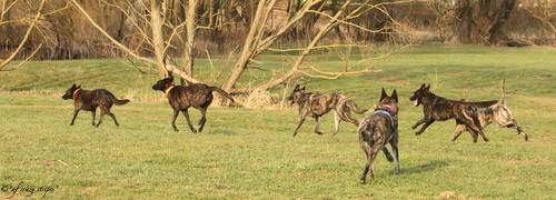 Herder so weit das Auge reicht! ;-)