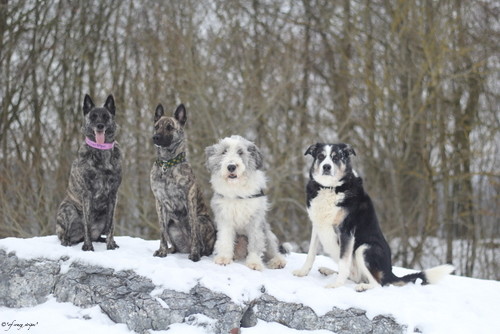 v.l.n.r.Amanda (fast 5 Jh.), Flama (19 Monate alt), Filou (7 Jh.) und Oldie Susi (fast 12 Jh.)