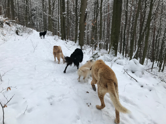 Senior Reno zu Besuch