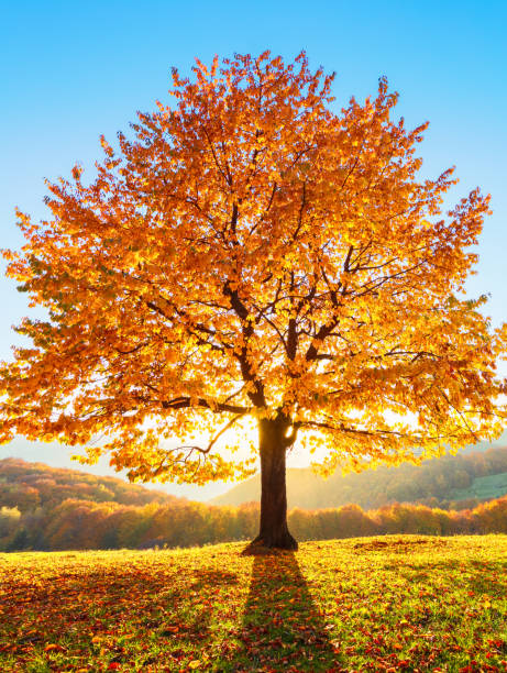 Comment préserver son énergie en Automne ?
