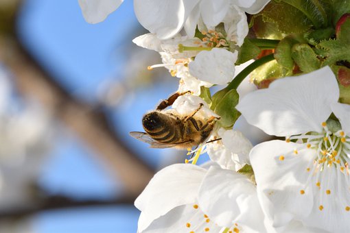 Nachhaltigkeit im Apfelgarten